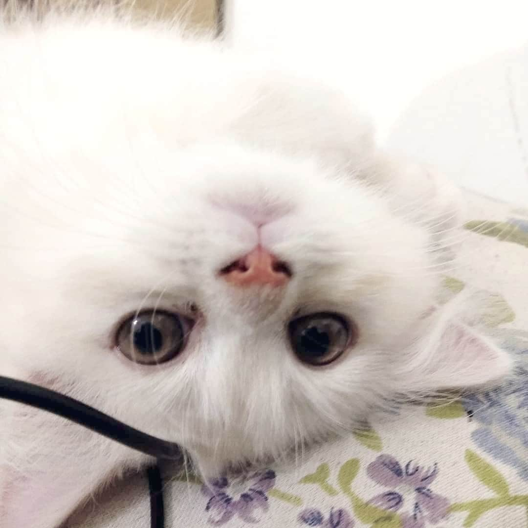 CatStockerさんのインスタグラム写真 - (CatStockerInstagram)「Hello! #catstocker is here! Follow our FURRriend @cocobutterfluff Swipe for more pictures 👉 . . . . . #cat #neko #mačka #chat #kočka #котка #kotek #kot #кіт #mače #кошка #кот #katze #gato #gatto #kissa #kattunge #猫 #고양이 #貓 #kedi #köttur #kissanpentu #חתול #кішка #kedicik #кошеня #gattino #子猫」11月22日 17時59分 - catstocker