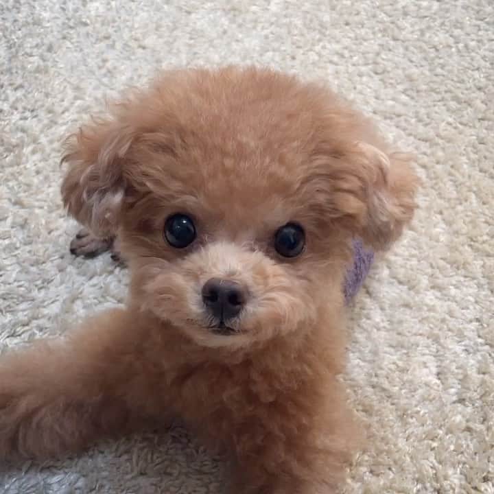 ふわのインスタグラム：「いつも応援ありがとうございます☺︎  #toypoodle#toypoodlegram#dogsofinstagram#instadog#doglover#doglife#dog#fuwamama#ふわもこのふわ#ふわ#トイプードル#ふわもこ部#犬バカ部#親バカ部#犬のいる暮らし#いぬすたぐらむ#お顔#特技復活#今日のふわ」