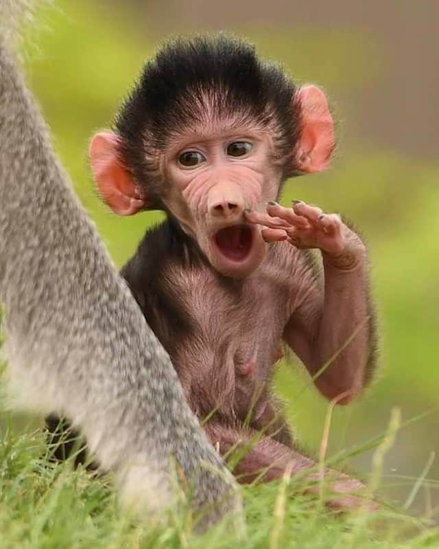 San Diego Zooさんのインスタグラム写真 - (San Diego ZooInstagram)「Oooohh! Caption this boisterous baboon. #CaptionThis #SanDiegoZoo #HamadryasBaboon 📷 Shelley Weiss」11月23日 4時00分 - sandiegozoo