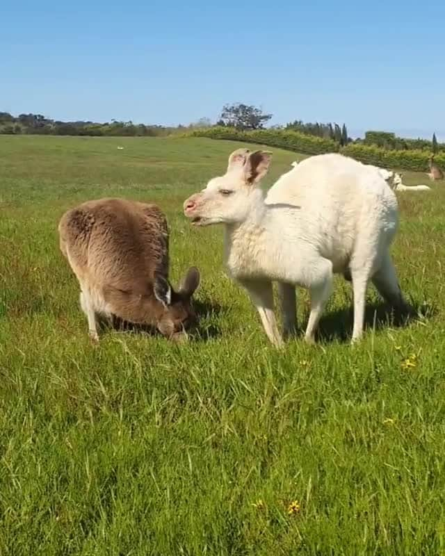 Australiaのインスタグラム