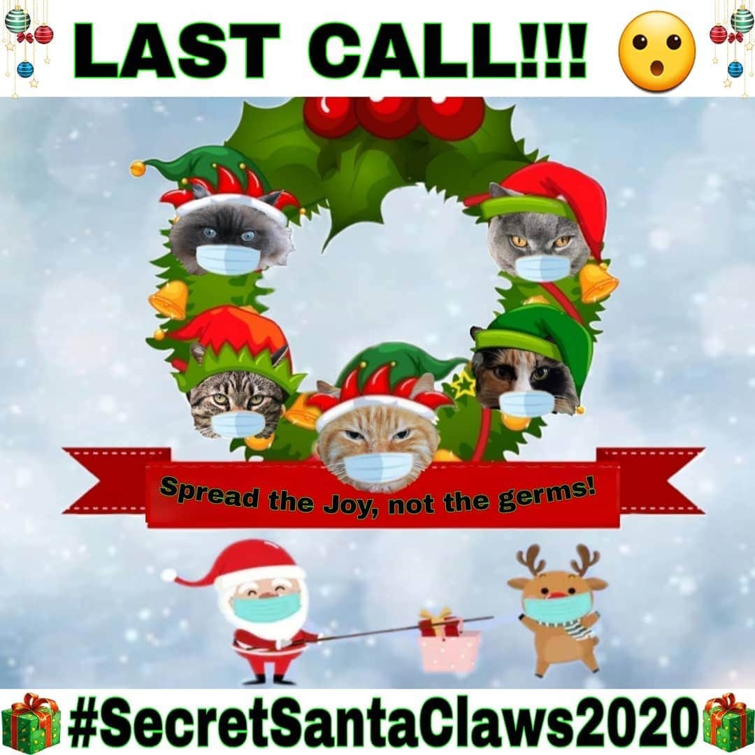 Homer Le Miaou & Nugget La Nugのインスタグラム：「Hey friends! So there are lots of you contacting me to enter the #SecretSantaClaws2020 even if the registrations are over! Since i'm a nice elf and a slacker myself (lol) i'm going to make a last call.🙆🏻‍♀️  So all of you that have missed the deadline but still wanna enter, please dm me so i can make a last bunch of pairing 😉 After that it will be over for this year so it's now or never 🙀🎅🙀 #SecretSlackerSantaClaws」