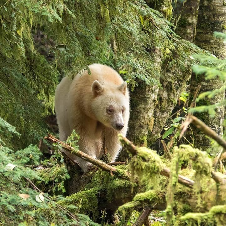 National Geographic Travelさんのインスタグラム写真 - (National Geographic TravelInstagram)「Photo by @daisygilardini / The Great Bear Rainforest in British Columbia is unique for its diversity of plant, animal, and marine life. The elusive Kermode bear, a rare blond color morph of the American black bear, is just one of the many mammals that inhabit this region. The Great Bear Rainforest (Land Use) Order and the Great Bear Rainforest (Forest Management) Act of 2016 gave protection to 85 percent of the overall forest and 70 percent of old-growth forest.  A study published recently in Ecological Solutions and Evidence found that the gene is rarer than previous estimates, and the bears’ territory is wider than first thought, expanding into areas that aren't protected. The new research findings are fundamental to conservation efforts to protect one of the last temperate rainforests in the world and the precious creatures that call it home.  Follow me @DaisyGilardini for more images and stories behind the scenes. #kermodebear #greatbearrainforest #britishcolumbia #canada #conservation」11月23日 4時36分 - natgeotravel