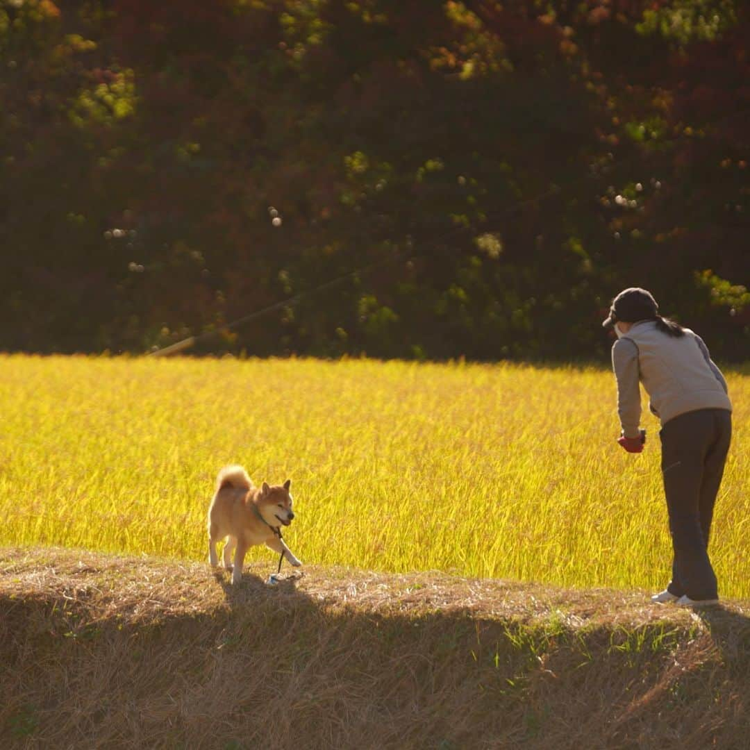 まる（まるたろう）さんのインスタグラム写真 - (まる（まるたろう）Instagram)「peaceful moment..✨🐶☺️✨今日は密を避けてママと田園デートして来たの〜 #しゃーわせな１日  #裏山でしょ #その者蒼き衣を纏いて #金色の野に降りたつべし #失われし大地との絆を結び #ついに人々を清浄の地に導かん #根津の街のマルシカ」11月22日 20時14分 - marutaro