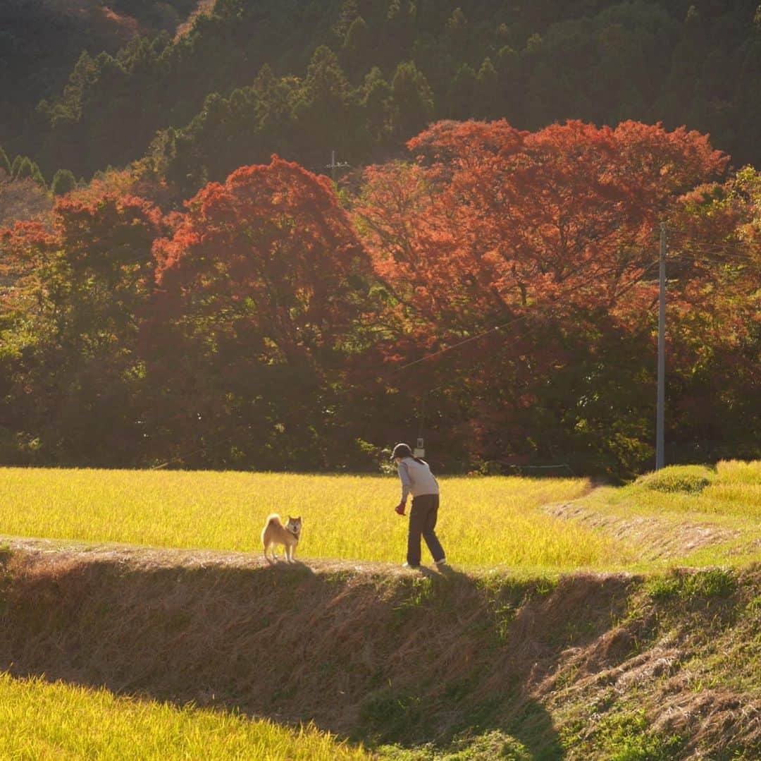 まる（まるたろう）さんのインスタグラム写真 - (まる（まるたろう）Instagram)「peaceful moment..✨🐶☺️✨今日は密を避けてママと田園デートして来たの〜 #しゃーわせな１日  #裏山でしょ #その者蒼き衣を纏いて #金色の野に降りたつべし #失われし大地との絆を結び #ついに人々を清浄の地に導かん #根津の街のマルシカ」11月22日 20時14分 - marutaro