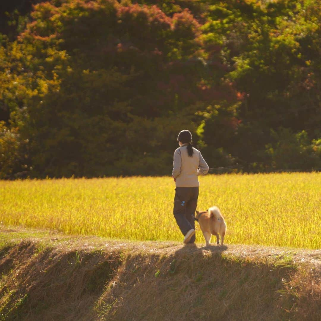 まる（まるたろう）さんのインスタグラム写真 - (まる（まるたろう）Instagram)「peaceful moment..✨🐶☺️✨今日は密を避けてママと田園デートして来たの〜 #しゃーわせな１日  #裏山でしょ #その者蒼き衣を纏いて #金色の野に降りたつべし #失われし大地との絆を結び #ついに人々を清浄の地に導かん #根津の街のマルシカ」11月22日 20時14分 - marutaro