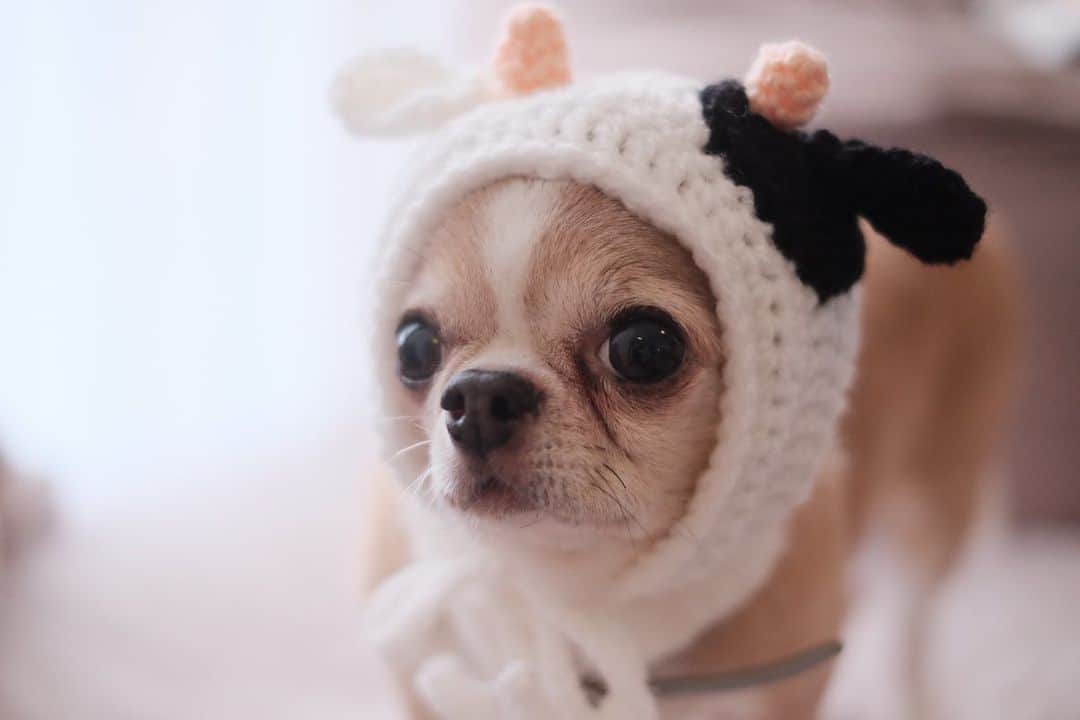 maika_kikitoyjijiさんのインスタグラム写真 - (maika_kikitoyjijiInstagram)「. Toy . もーもーもー🐮 . 母の試作品が 送られてきました❤️ . 十分可愛い🤤 . 来年の干支撮影に いかがですか☺️？？ . まだ試作中なので もうちょっと待ってね〜🙋🏻‍♀️ . ハイホーハットは 私が必死に編んでますので のんびりお待ち下さいませ🙏💕 . いつも ありがとうございます☺️ . #モーモーハット . . #2021年 #干支 #丑年 #🐮 #handmade #ハンドメイド #編み物 #犬の帽子 #ニット帽 #犬服 #チワワ大好き #スムースコートチワワ #スムチー #チワワのいる暮らし #チワワなしでは生きていけません会 #牛の被り物 #犬のいる暮らし」11月22日 20時19分 - maika_kikitoyjiji