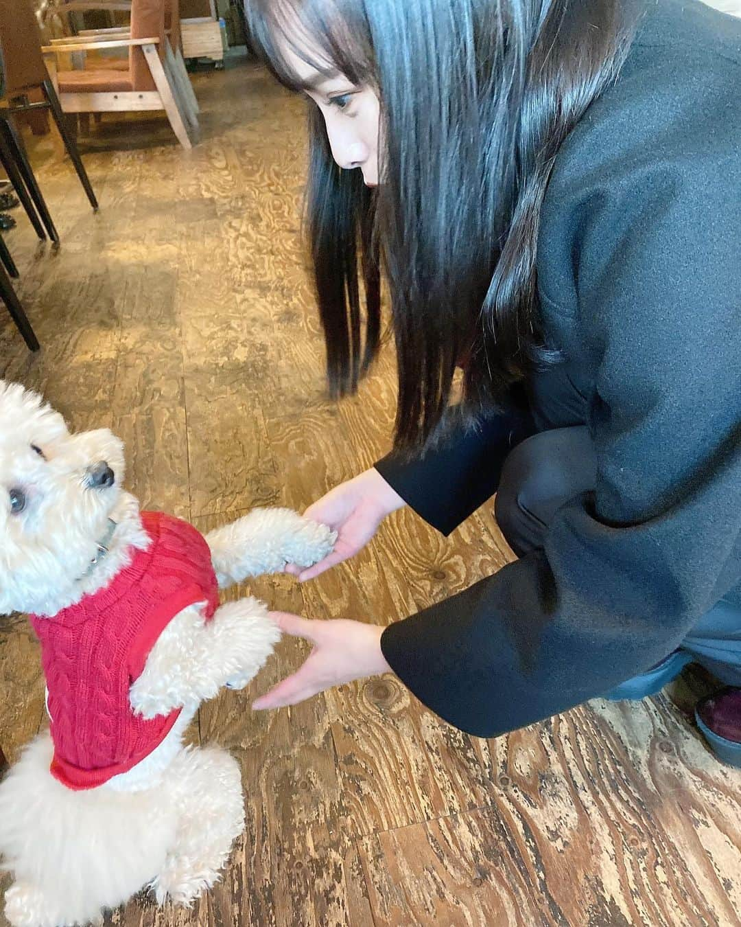 梅山恋和さんのインスタグラム写真 - (梅山恋和Instagram)「🐶  わんちゃん♡  可愛すぎて胸が苦しい…  とても癒されました🤍  #トイプードル#わんちゃん #きゅんです#おもち映え」11月22日 20時22分 - cocona_umeyama