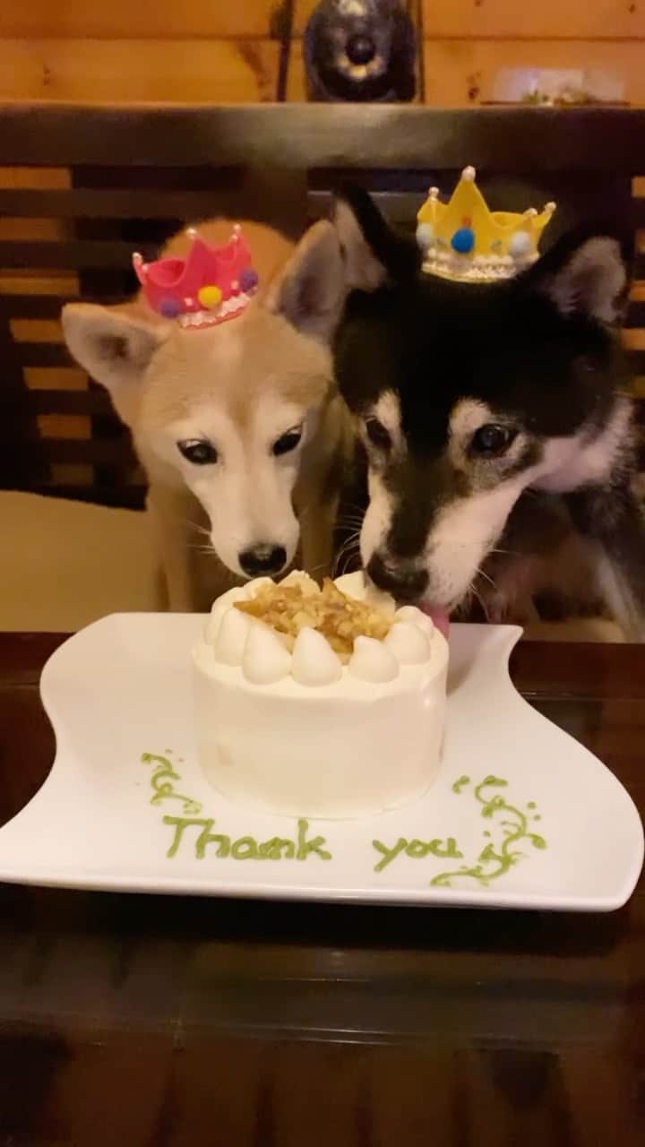 柴犬 けんしろう ゆりあのインスタグラム：「👑🐶🎂🐶👑  シニアなわが家は 毎日がありがとう記念日♡  ハイライトを見ていただけるとわかりますが けんゆりへのもうひとつの美味しい時間とは このケーキのことでした🎂  ササミにチーズにゆで卵..  にぴきが特に目を輝かせて食べてくれるものって 他に何があるかなぁと旅行前に考えていて そういえば誕生日の時に食べるケーキに 大興奮だった！と思い出し 人とわんこと一緒に食べられるケーキを オーダーしておいたのでした🎂  作戦は大成功〜🎉 けんゆり目をまん丸にして大喜び👀👀✨ 栗とりんごのやさしい甘さの美味しいケーキ🌰🍎🎂  あやうく私の分もぺろりされちゃうところでしたよ🤣🤣🤣 その模様はまた改めてストーリーズに載せますね❤️  けんしろう🐶14歳5ヶ月 ゆりあ🐶推定10歳10ヶ月」