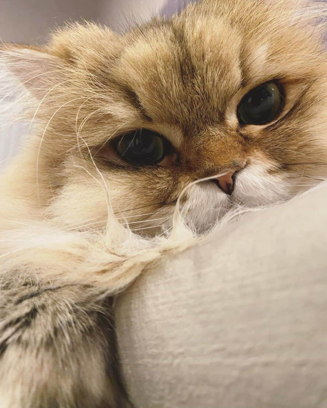 にこのインスタグラム