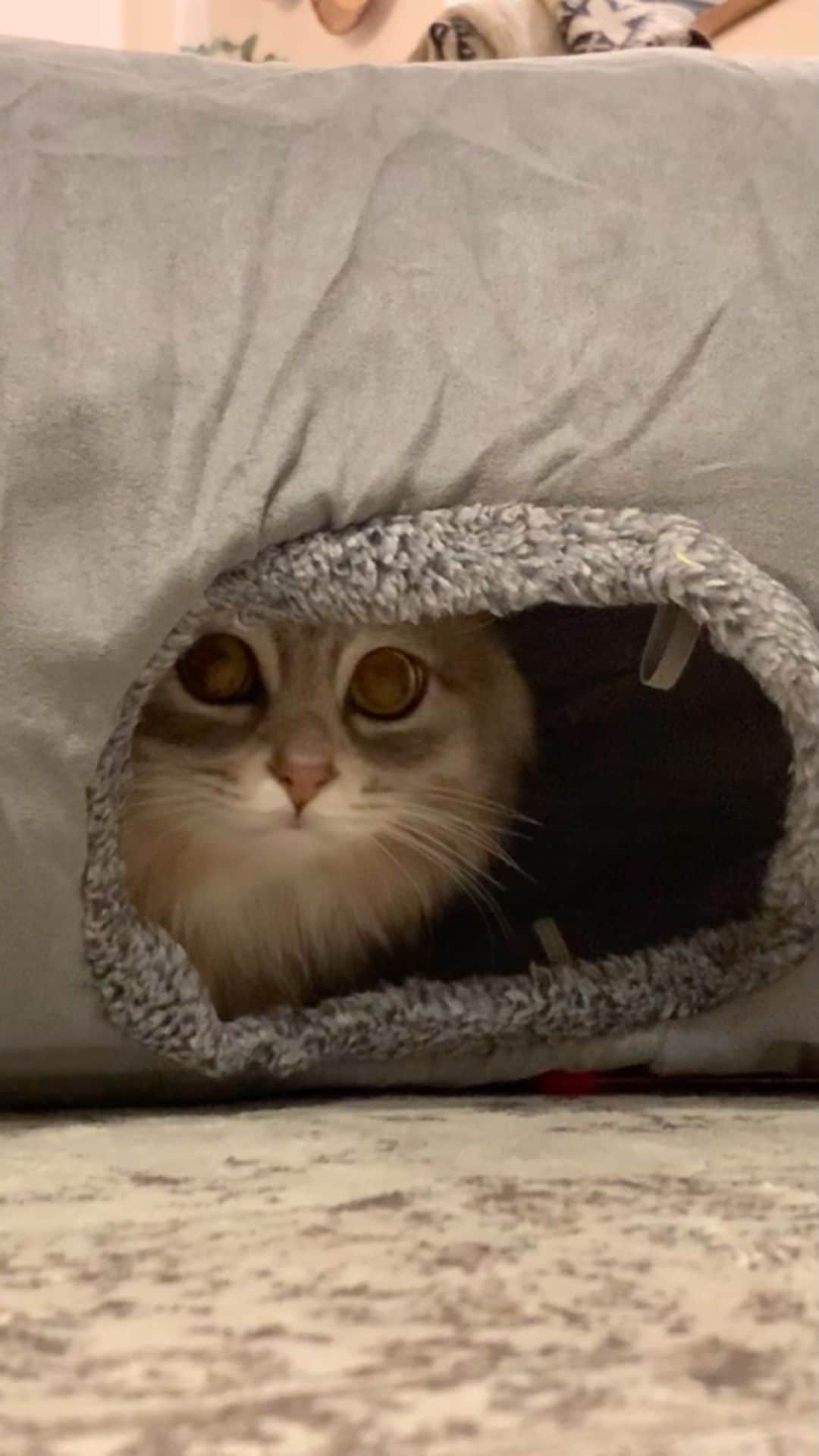nocoaのインスタグラム：「． まん丸が出てきた👀 ． ． ロイロイ。 ． #ロイサラ成長記録  #nocoa動画#catvideo#猫動画 #bts」