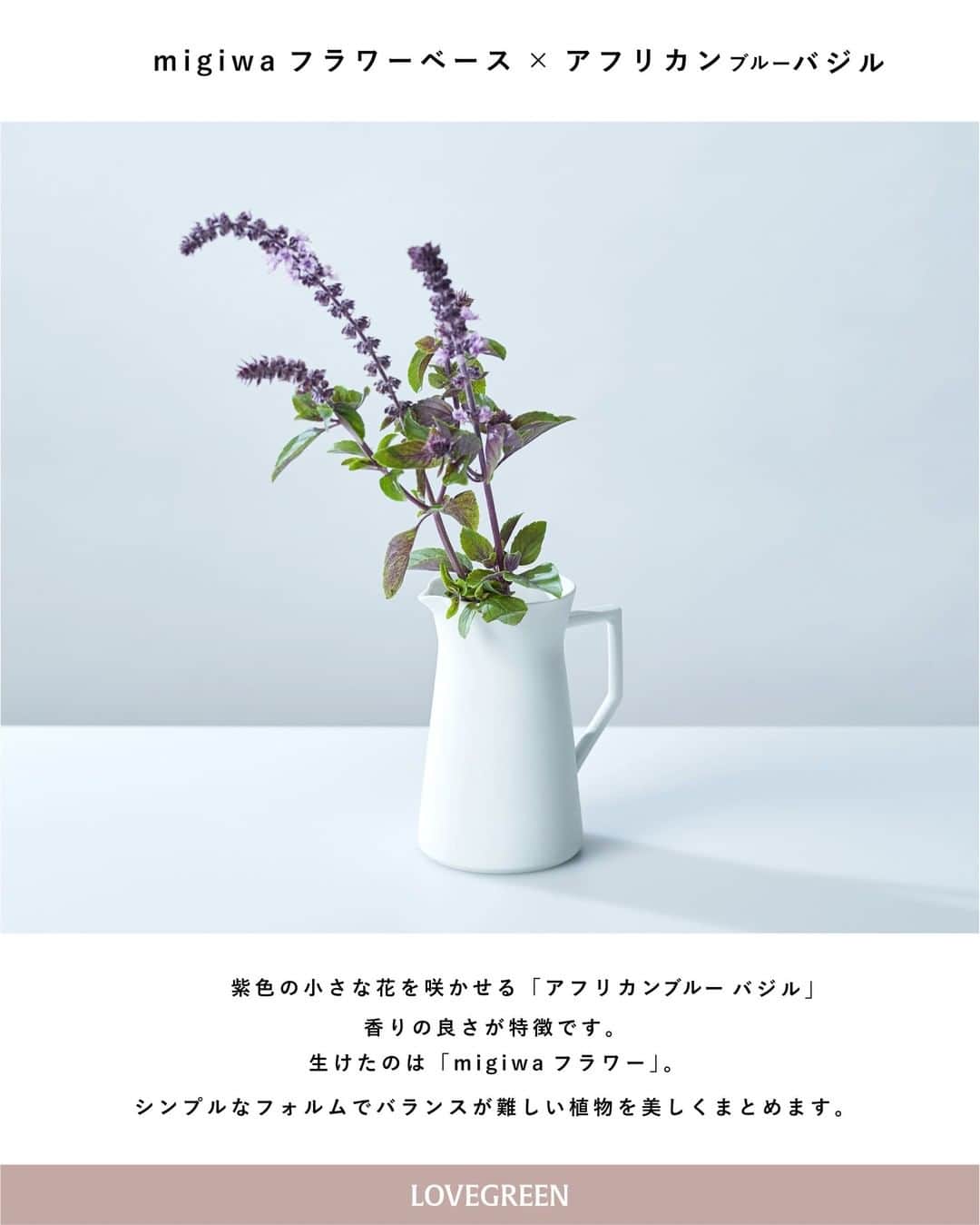 LOVEGREEN -植物と暮らしを豊かに。さんのインスタグラム写真 - (LOVEGREEN -植物と暮らしを豊かに。Instagram)「［編集部のすゝめ］ ～花瓶と花の組み合わせ～ 編集部がお花屋さんで実際に出会い、お持ち帰りした可愛いお花たち。 今回はLOVEGREEN STOREで販売中の花瓶をセレクトし、生けてみました◎ . ■エリンギウム×アストランティア 独特な花姿のアストランティア。 そんなアストランティアを生けたのは、ユニークなフォルムと名前の「エリンギウム」。 キュッとすぼまった首はアストランティアの細い茎をうまくまとめてくれます。透明なガラスなので、生けた花の自然な曲線を目で見て楽しむことができるのもポイント。 ちょっぴり独特なフォルムの花や曲線の美しい花がぴったりのフラワーベースです🌱 . ■シェミー フラワーベース×スカビオサ 花びらが重なりふわっとした可愛らしいフォルムが魅力のスカビオサ。 生けた花瓶は「シェイミーフラワーベース」。水彩模様が美しい花瓶です。 大小異なる2つの花瓶がセットになっています。 淡いグレーのシェイミーフラワーベースには明るい紫色のスカビオサを。 まるでオブジェのように飾れ、お花を引き立ててくれます。 . ■migiwaフラワーベース×アフリカンブルーバジル アフリカンブルーバジルは、紫色が基調のとっても良い香りがするハーブです。 そんなアフリカンバジルを生けたのは「migiwaフラワーベース」。 シンプルなフォルムで、生けるときのバランスが難しそうな植物もすっきり美しくまとめてくれます。 表面につやのあるタイプと、マットな質感のタイプの2種類から選べます。 ちなみに今回使用したのはマットな質感のタイプ。 テクニックいらずで、お花を飾るのが楽しくなる花瓶です♪ . 紹介した3つの花瓶は全てLOVEGREEN STOREで販売中のもの。 気になった方はぜひチェックしてみてください🙆‍♀️ . .   #フラワーアレンジ #flower #flowers #秋 #冬 #草花 #植物 #植物のある暮らし #植物と暮らす #植物が好き #花 #花が好き #花のある暮らし #花と暮らす #植物と暮らしを豊かに #シンプルライフ #ライフスタイル #暮らし #暮らしを楽しむ #日々の暮らし #インテリア #花屋 #フラワーベース #花瓶 #一輪挿し #季節の花 #ハーブ #スカビオサ #北欧 #インテリア雑貨」11月22日 21時00分 - lovegreen_official