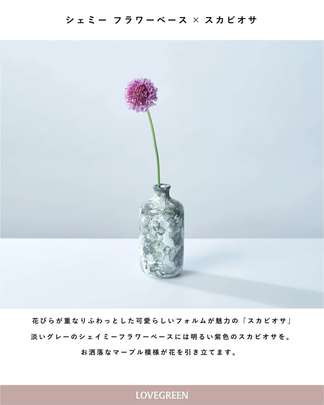 LOVEGREEN -植物と暮らしを豊かに。さんのインスタグラム写真 - (LOVEGREEN -植物と暮らしを豊かに。Instagram)「［編集部のすゝめ］ ～花瓶と花の組み合わせ～ 編集部がお花屋さんで実際に出会い、お持ち帰りした可愛いお花たち。 今回はLOVEGREEN STOREで販売中の花瓶をセレクトし、生けてみました◎ . ■エリンギウム×アストランティア 独特な花姿のアストランティア。 そんなアストランティアを生けたのは、ユニークなフォルムと名前の「エリンギウム」。 キュッとすぼまった首はアストランティアの細い茎をうまくまとめてくれます。透明なガラスなので、生けた花の自然な曲線を目で見て楽しむことができるのもポイント。 ちょっぴり独特なフォルムの花や曲線の美しい花がぴったりのフラワーベースです🌱 . ■シェミー フラワーベース×スカビオサ 花びらが重なりふわっとした可愛らしいフォルムが魅力のスカビオサ。 生けた花瓶は「シェイミーフラワーベース」。水彩模様が美しい花瓶です。 大小異なる2つの花瓶がセットになっています。 淡いグレーのシェイミーフラワーベースには明るい紫色のスカビオサを。 まるでオブジェのように飾れ、お花を引き立ててくれます。 . ■migiwaフラワーベース×アフリカンブルーバジル アフリカンブルーバジルは、紫色が基調のとっても良い香りがするハーブです。 そんなアフリカンバジルを生けたのは「migiwaフラワーベース」。 シンプルなフォルムで、生けるときのバランスが難しそうな植物もすっきり美しくまとめてくれます。 表面につやのあるタイプと、マットな質感のタイプの2種類から選べます。 ちなみに今回使用したのはマットな質感のタイプ。 テクニックいらずで、お花を飾るのが楽しくなる花瓶です♪ . 紹介した3つの花瓶は全てLOVEGREEN STOREで販売中のもの。 気になった方はぜひチェックしてみてください🙆‍♀️ . .   #フラワーアレンジ #flower #flowers #秋 #冬 #草花 #植物 #植物のある暮らし #植物と暮らす #植物が好き #花 #花が好き #花のある暮らし #花と暮らす #植物と暮らしを豊かに #シンプルライフ #ライフスタイル #暮らし #暮らしを楽しむ #日々の暮らし #インテリア #花屋 #フラワーベース #花瓶 #一輪挿し #季節の花 #ハーブ #スカビオサ #北欧 #インテリア雑貨」11月22日 21時00分 - lovegreen_official
