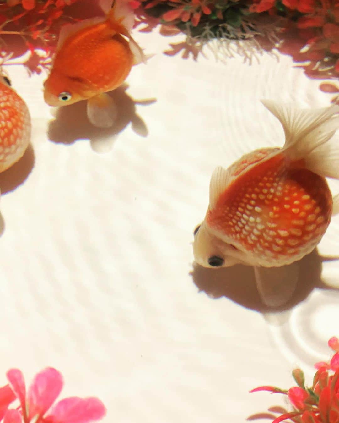 北村響さんのインスタグラム写真 - (北村響Instagram)「#アートアクアリウム #金魚の舞 #綺麗やった  最後の写真のピンポンパールという金魚が1番のお気に入り🤣 まん丸で可愛かったなー🤣」11月22日 21時06分 - k.bikistagram