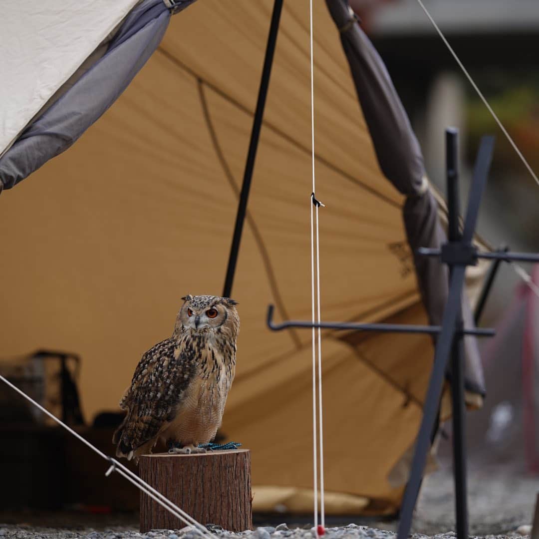 GEN3 Owlのインスタグラム：「テントの守り神 He is the guardian of the tent.  #owl #owlgaru #camphack取材 #campzine掲載希望」