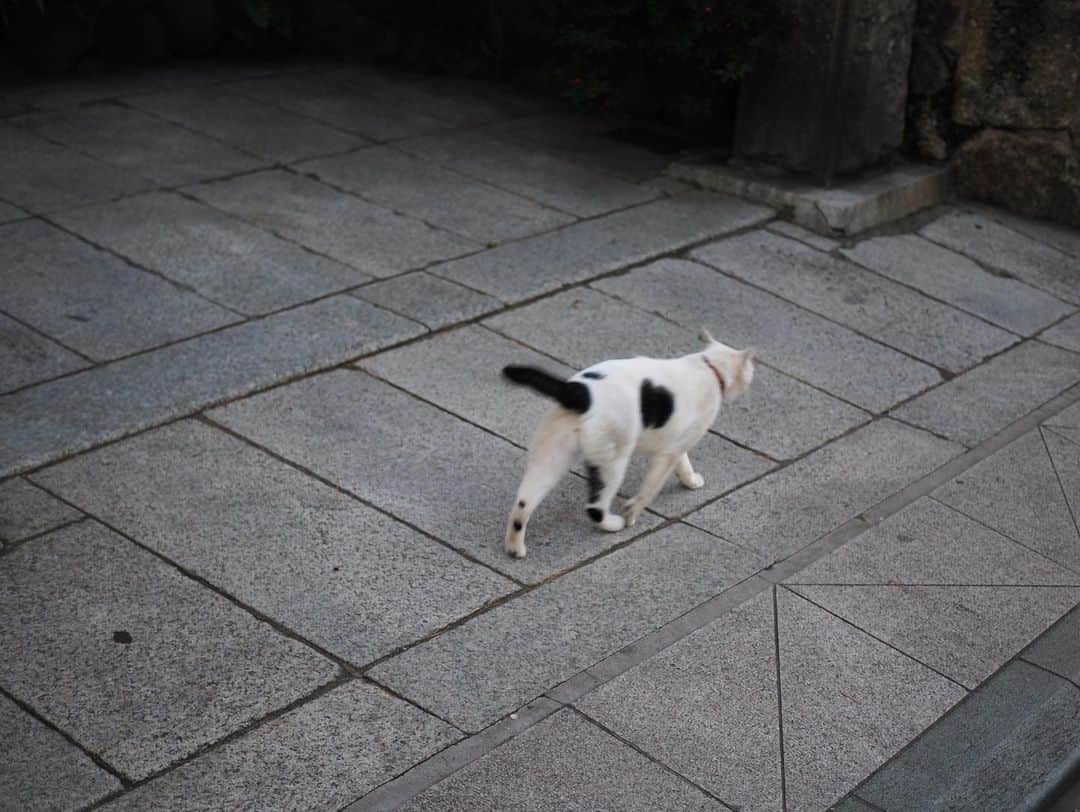 今井安紀さんのインスタグラム写真 - (今井安紀Instagram)「A sunset view from Bentembashi bridge in Enoshima. (No.1-3) I found a bicolor cat; like a cow print. (No.4)  江ノ島の夕焼け。(No.1-3) ホルスタインな猫いた。(No.4)  Camera : No.1-4 Olympus PEN E-PL9  #olympuspenepl9 #noedit #nofilter #photolover #latergram #enoshima #sunset #vanillasky #catstagram  #オリンパスPEN #加工なし #撮って出し #写真好きな人と繋がりたい #時差スタグラム #江ノ島 #夕焼け #サンセット #バニラスカイ #ねこすたぐらむ」11月22日 21時18分 - i_am_akinyan0826