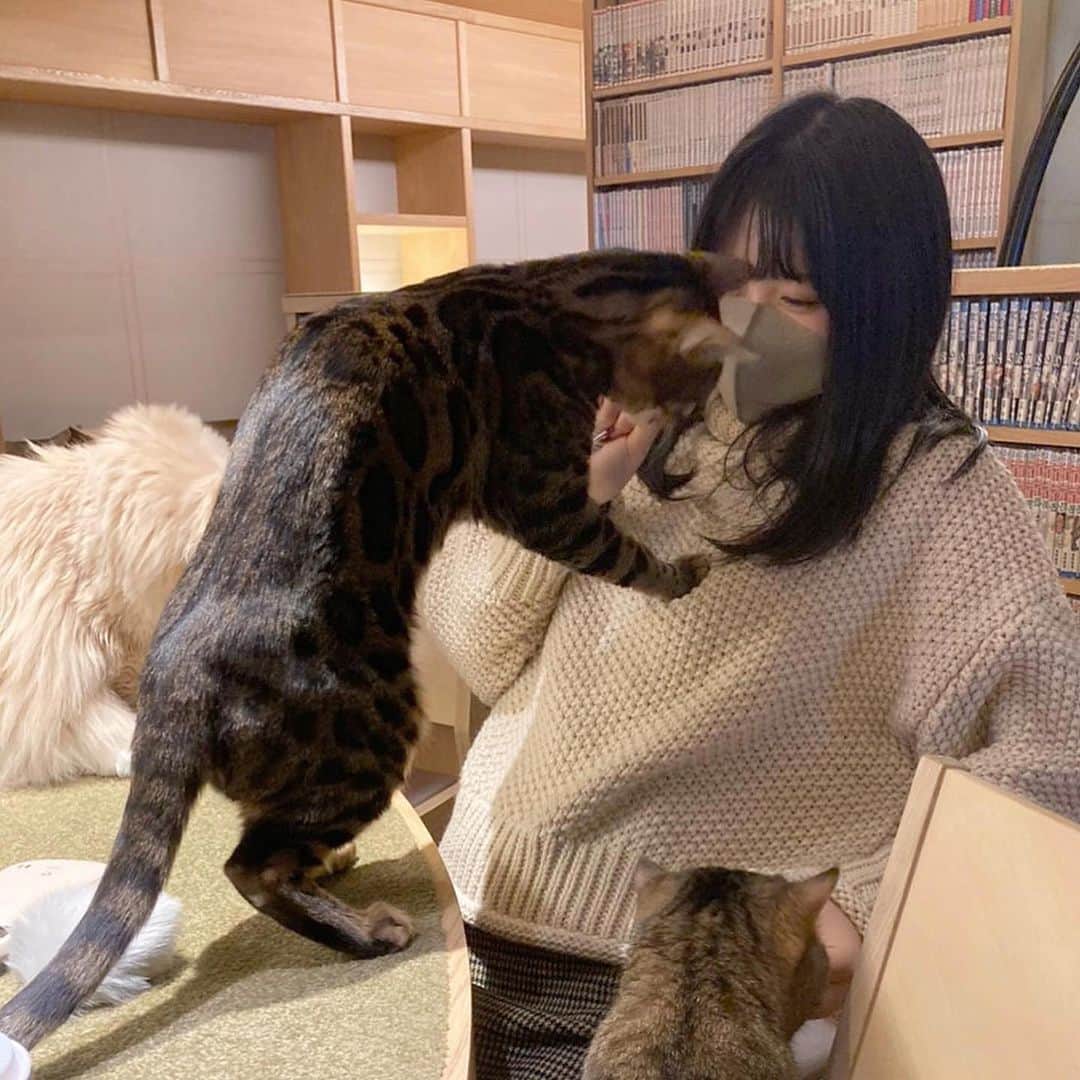 原田珠々華さんのインスタグラム写真 - (原田珠々華Instagram)「🐈 モテモテになれますよ♡と言われたお菓子を使ったら本当にモテモテになれました  #猫カフェ #猫カフェmocha #かわいすぎ」11月22日 21時33分 - harada_suzuka
