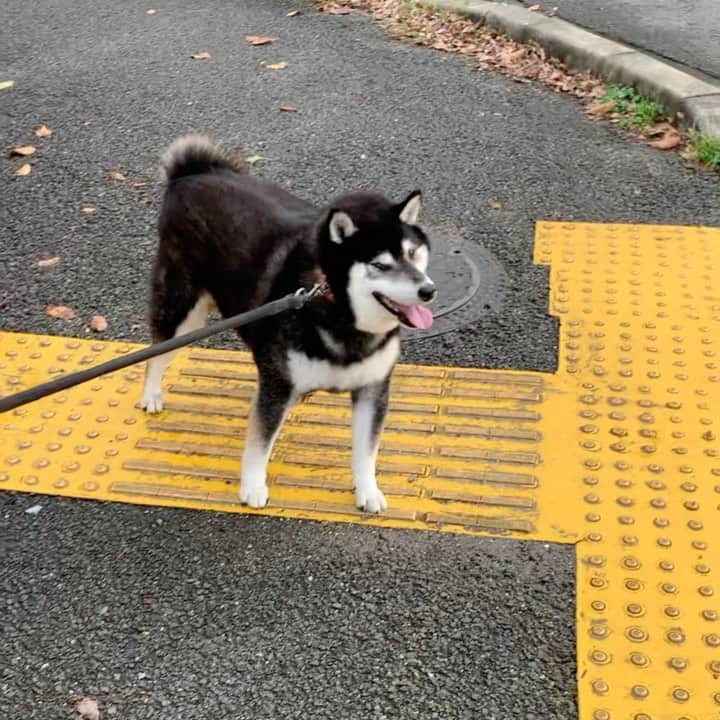 shibainu berryのインスタグラム