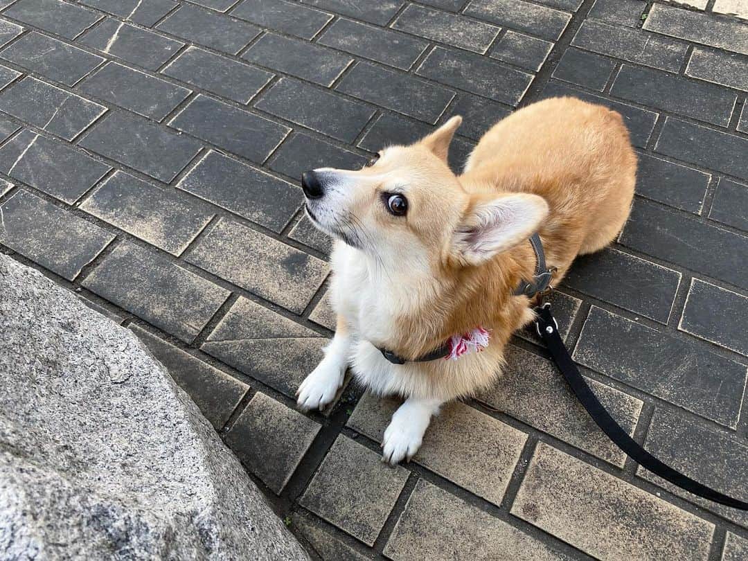 maggydaisyのインスタグラム：「_  可愛い顔して〜 って言うと、こうやって右斜め上に顔を傾けるように。笑 今日は長時間のお留守、ありがとうね！」