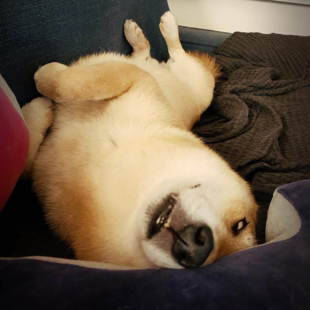 Coffeeのインスタグラム：「晚安😴 🌙 #coffee_and_apple」
