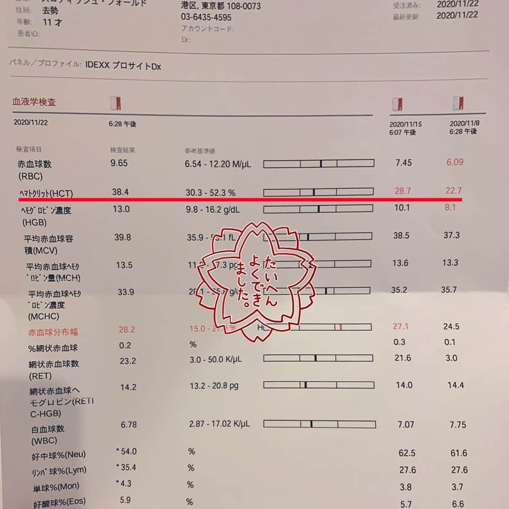 のんたさんのインスタグラム写真 - (のんたInstagram)「のんちゃん1週間ぶりに病院へ🏥 ②貧血がかなり良くなっていました！嬉しいな😃だから今日は造血剤の注射ナシ👍毎日飲んでいた鉄剤も処方されませんでした👍  ③前回ドーンと上がってしまったクレアチニンは4.9まで下がりBUNもまだ赤い文字だけど54から48まで下がっていました。 今日の分の点滴は先生にやってもらったのでパパと私は点滴お休みDAY👍でものんちゃんは今日かなりご機嫌ななめDAYでいつもより泣いて怒って、最後にはカートの中でゲーゲーしちゃってもう大変でした😩 今はもう落ち着いて夜ごはん&お薬も終わっているので大丈夫です😊  ④今日はぱんちゃんも爪切りとお尻チェックをお願いしました😉」11月22日 22時00分 - utacci