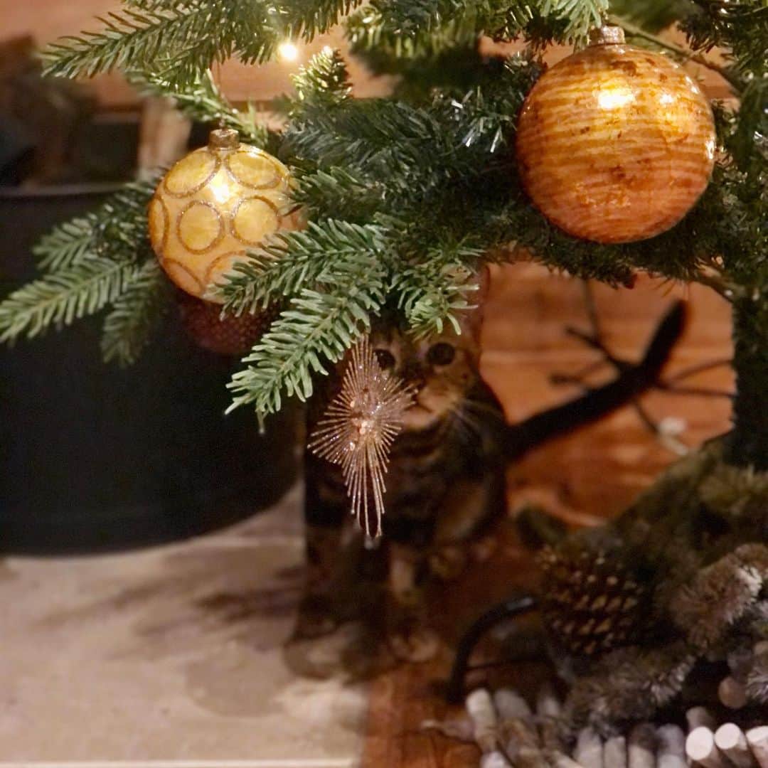 三浦瑠麗さんのインスタグラム写真 - (三浦瑠麗Instagram)「生まれて二回目のクリスマスツリー。」11月22日 22時09分 - lullymiura