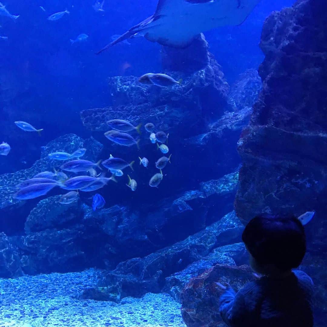 松田青子のインスタグラム：「11月ははじめて水族館に行ったんですけど、一瞬でもちゃんと魚を見てたら奇跡、みたいな感じだった。最も見てなかったのはペンギン。」