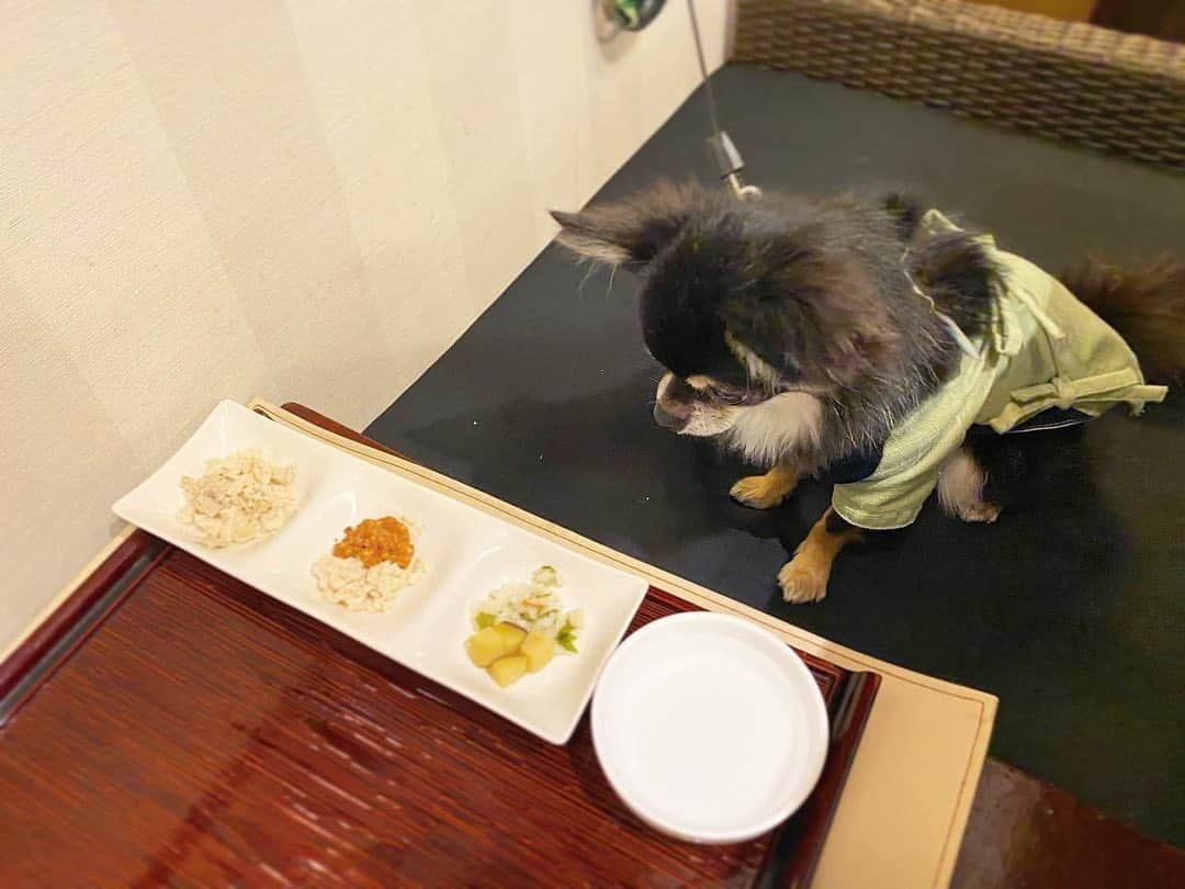 中倉隆道さんのインスタグラム写真 - (中倉隆道Instagram)「. 晩ご飯♬ . ルフトはブュッフェ🍽🐶💕 食べ終わったらパパがルフト様のご飯を取りに行くシステム🤣👍 . お肉から先にモグモグ！ . しょーがなく野菜も🐶💧 . . パパは大好きな金目鯛＆伊勢海老の刺身😋💕 サザエの刺身も美味しかった♬ . . たまには親子で贅沢✨ 幸せなひととき☺️🐶✨ . . #伊豆旅行 #伊勢海老 #金目鯛 #愛犬 #チワワ #わんこ #わんこのいる生活 #中倉隆道 #柿ピー研究家 #フリーアナウンサー #愛犬家 #アニメ研究家 #わんことお出かけ」11月22日 22時13分 - ryudo.tokyo