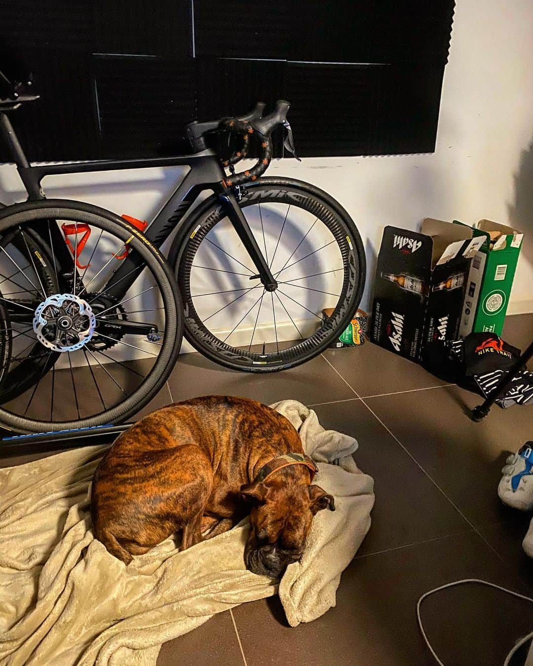 土井雪広のインスタグラム：「ロックダウン明けの散歩お疲れ様です😁 #boxerdog #canyonbikes #mavicwheels」