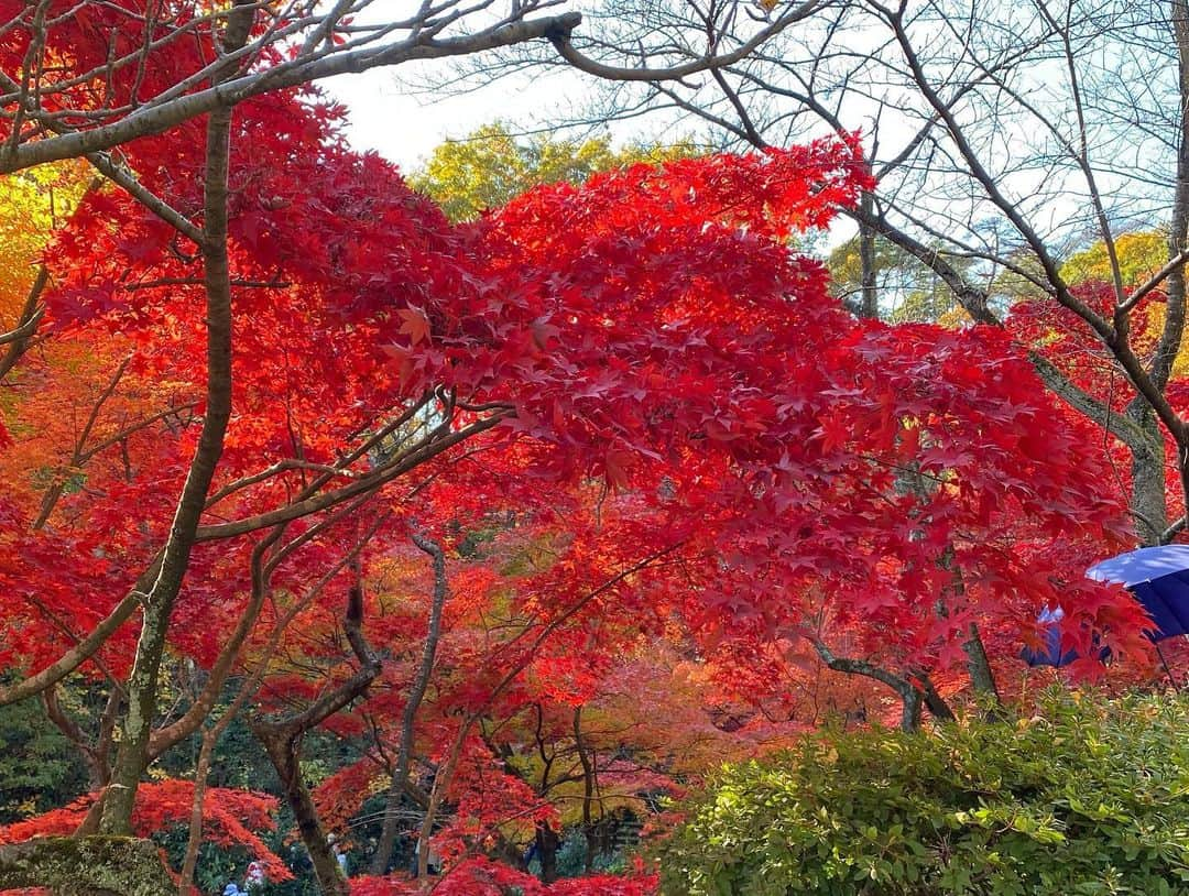 對馬優菜子さんのインスタグラム写真 - (對馬優菜子Instagram)「紅葉だYO!🍁」11月22日 22時19分 - _yunako_t