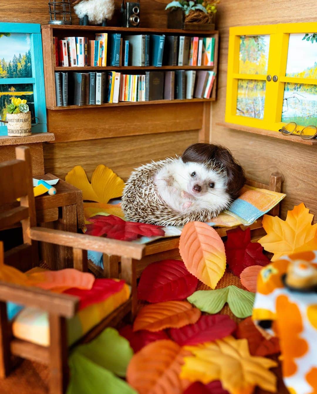 ダーシーのインスタグラム：「Autumn Chill🦔🛌🍁🍂✨」