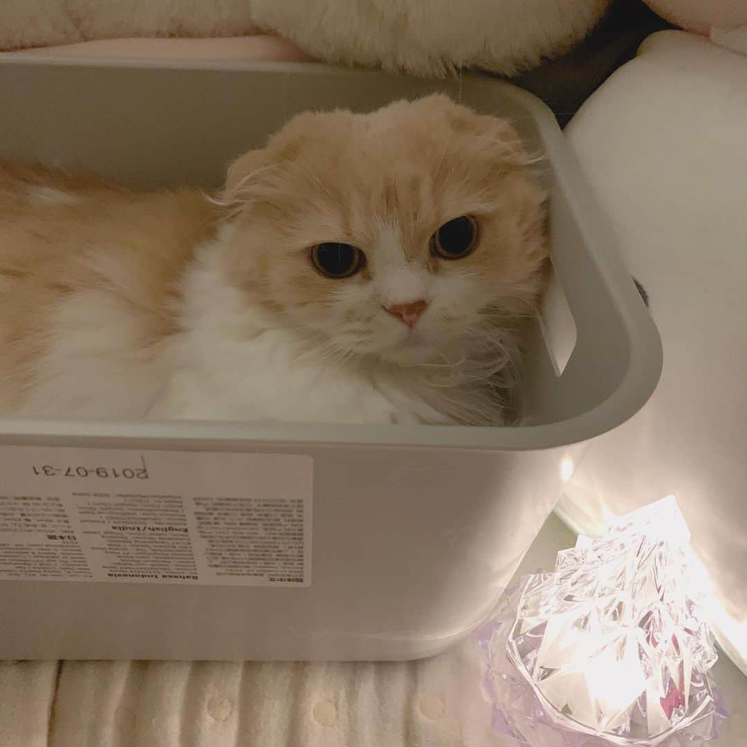 のんたのインスタグラム：「我が家の4にゃん日々のスナップ  先日はのんちゃんを大好きでいてくださる皆さんにあたたかい言葉をもらって本当に嬉しかったです。ありがとうございます🙇‍♀️ 今も読み返してはうるうるしています。  お友達やフォロワーさんがおすすめしてくださったサプリをいくつか注文し、のんちゃんに負担のない範囲で試しているところです。  ここのインスタは「のんちゃんの場所」と書きました。のんちゃんが広げてくれたこの世界、ずっと大切にしたい気持ちは変わりません。 のんちゃんの存在がいろんな出会いや感動を私にくれました。だから本当にかけがえのない場所です。  我が家にはぼーちゃん、ぱんちゃん、そしてぽるくんもいます。4年前ぼーちゃんを迎えたばかりの頃、海外のフォロワーさんから「のんちゃんだけを見たいので妹とはアカウントをわけてほしい」とメッセージをもらったことがありました。 当時は受け入れられずお断りしたけど、きっとあの方も「ここはのんちゃんの場所」と思っていてくれたのかな…と今は思います。  のんちゃんに注いできた愛情が100だとすると、ぼーちゃんがきて50/50になるのではなく100/100になるの、愛って増えるの！と投稿したことがあります。 今は100×4になりどんどん増えました。 うまく言えませんが私にとってのんちゃんもぼーちゃんもぱんちゃんもぽるくんも、みんな大事でみんな同じように愛しているけどすべてを平等にしていくのは難しいのかも…と感じています。 例えばいまのんちゃんだけ廊下で療法食のごはんを食べていること。必ず私かパパがすぐ隣に座って食べ終わるまで様子を見ていますが、リビングではいつもの場所でいつもどおり妹と弟が普通のご飯を食べています。 こういうことの積み重ねがだんだんつらくなっていくんだろうなと、まだ何も決まってない未来を思って落ち込んだりします。  そんなふうに気持ちが暗くなったり悲しくなったりする日々の中にも4にゃんのかわいい日常があります。 のんちゃんの治療のことはもちろん、 ますますあまえんぼうになったぼーちゃんのこと、ちーママとして忙しそうなぱんちゃんのこと、ぐんぐん成長していくぽるくんのこともきちんと記録していきたいし、今まで通りかわいい我が家の猫たちの写真と共に楽しいこと、嬉しいこと、そうじゃないこともたくさん記録していきたいと思うのでどうぞよろしくお願いします🙇‍♀️」