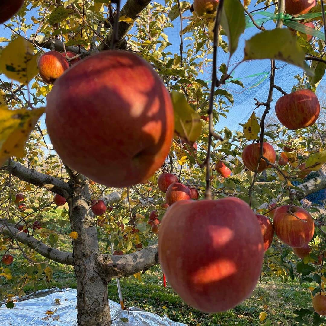 村井智建さんのインスタグラム写真 - (村井智建Instagram)「りんごの木。めちゃくちゃ綺麗。 #長野 #友竹商店」11月22日 22時35分 - themaxmurai
