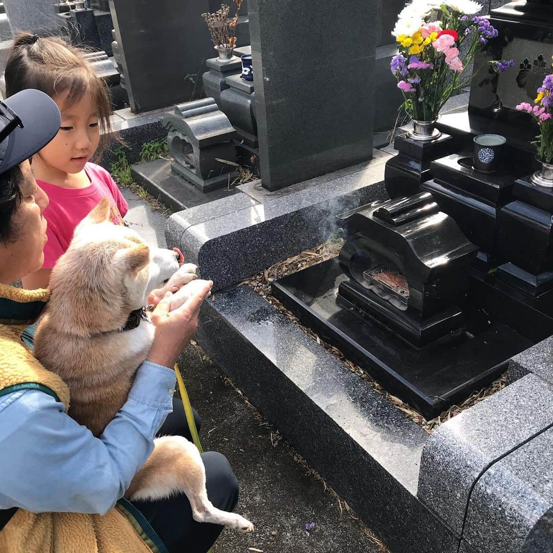 柴犬リリコさんのインスタグラム写真 - (柴犬リリコInstagram)「JJ👴🏻の命日なので南無南無してきたんだけど、1日お出かけで疲れちゃったワン🐶 #yawn #命日 #いい夫婦の日」11月22日 22時47分 - ke_rock_