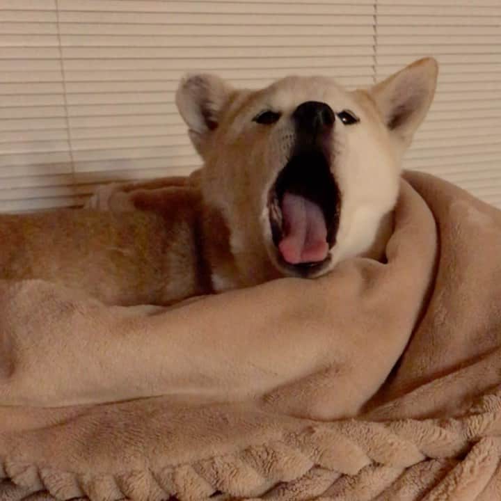 柴犬リリコのインスタグラム