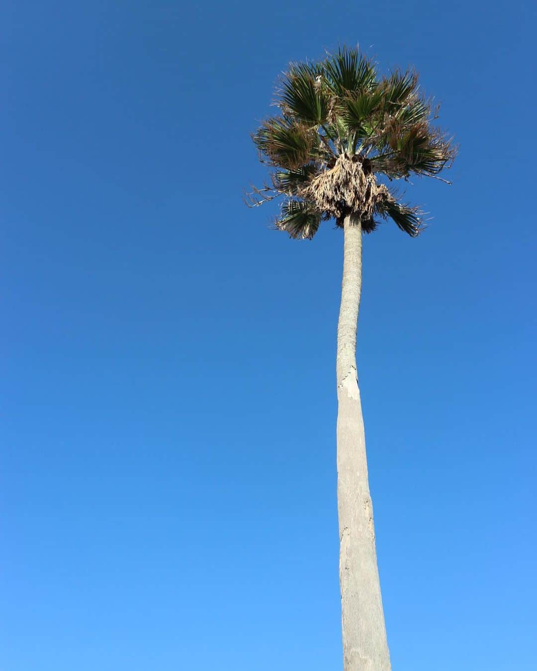 RENA のインスタグラム：「1122🌴🌊 ． なるほど ． そういう事かw ． 人生うまくいくようになっているんだなぁと思った日曜日☀️ ． ． ． # #nofilter #blue #palmtree #mylife #今日は何の日」