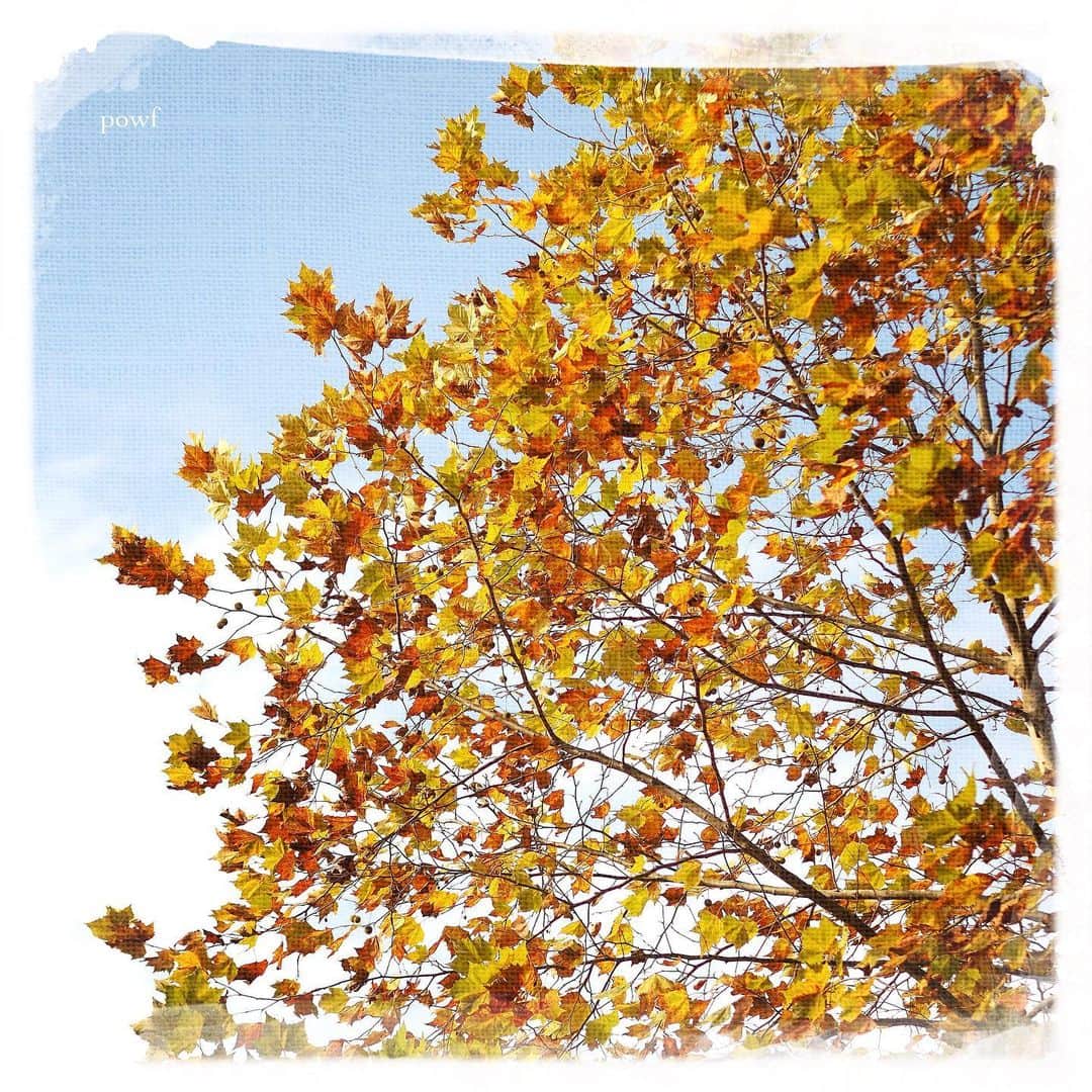 anemone_69のインスタグラム：「. #platanus  #プラタナス . . #DreamCanvas_powf . . .」