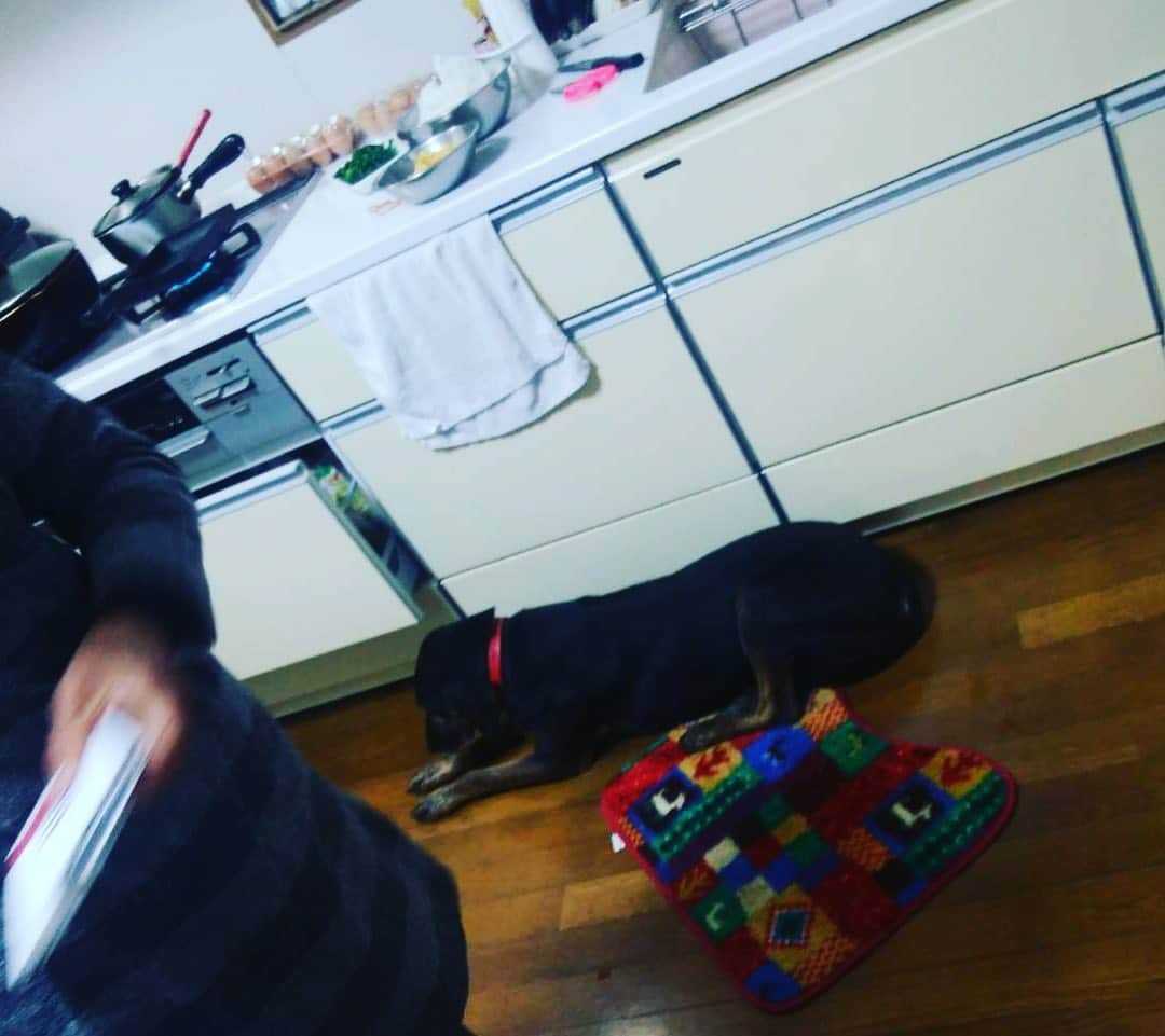田中卓志さんのインスタグラム写真 - (田中卓志Instagram)「実家の犬のマー君！ 甥っ子に、音だけが出るおもちゃ銃で撃たれて、腰が抜けて動けなくなってます。  #アンガールズ #dogstagram  #dog」11月22日 23時07分 - ungirls_tanaka