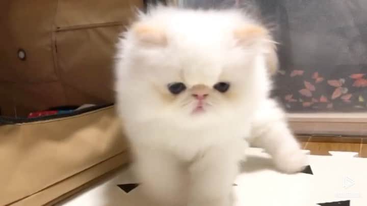 Qのインスタグラム