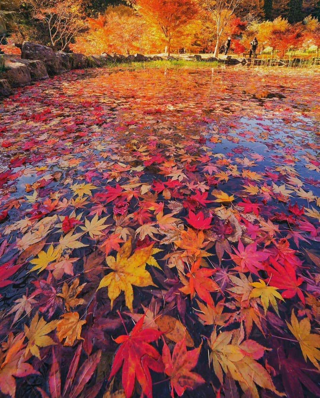 Wonderful Placesさんのインスタグラム写真 - (Wonderful PlacesInstagram)「We can’t get enough of fall in Japan ✨😍😍🍁🍁✨ Tag your friends!!! . Pictures by ✨✨@criss1016✨✨ #wonderful_places for a feature ❤️🍁」11月22日 23時18分 - wonderful_places