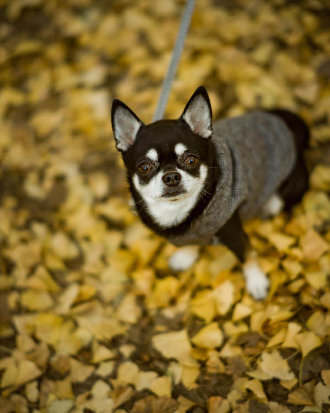 ポテチンさんのインスタグラム写真 - (ポテチンInstagram)「Walk in yellow 🍂」11月22日 23時23分 - pom.potechin