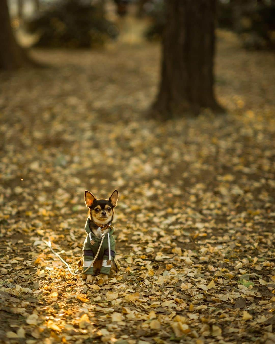 ポテチンさんのインスタグラム写真 - (ポテチンInstagram)「Walk in yellow 🍂」11月22日 23時23分 - pom.potechin