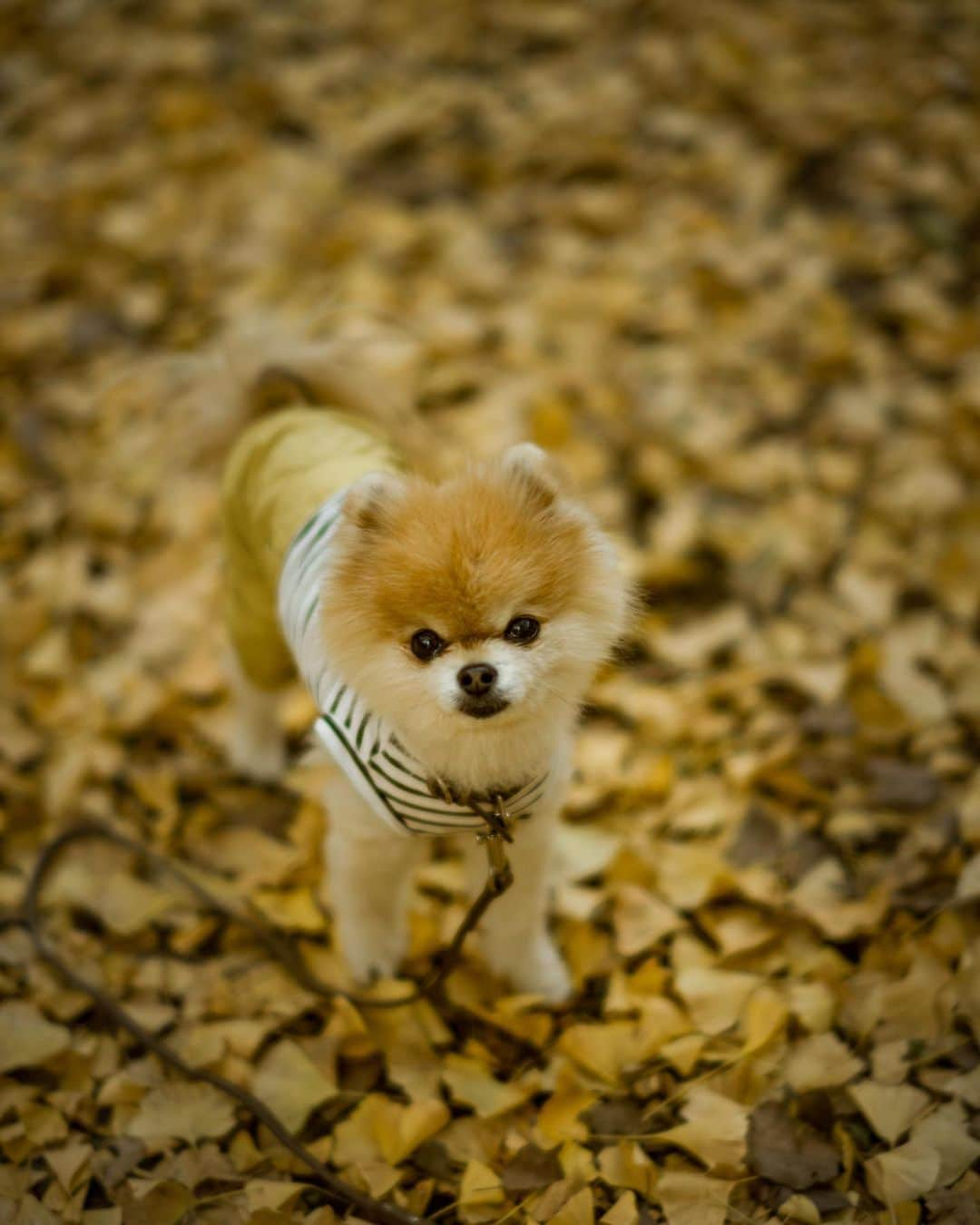 ポテチンのインスタグラム：「Walk in yellow 🍂」