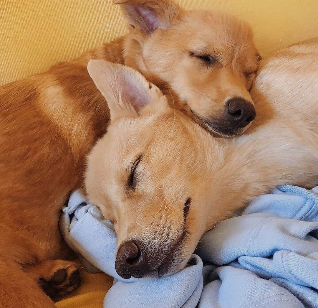 野澤麗花のインスタグラム：「🥺 . #保護犬 #姉妹犬」