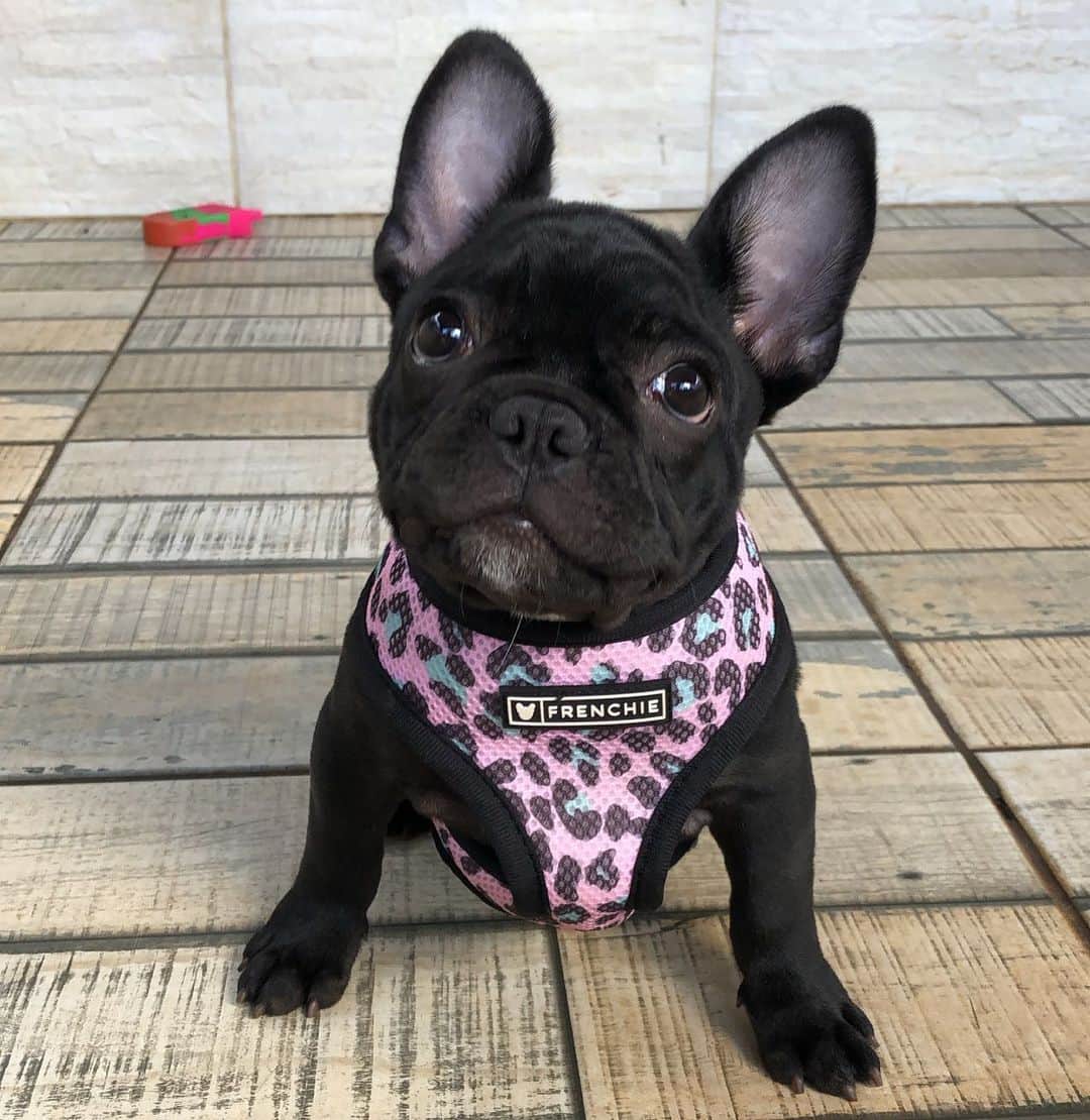 Regeneratti&Oliveira Kennelさんのインスタグラム写真 - (Regeneratti&Oliveira KennelInstagram)「What do you guys think of my new  harness ? 🥺  . . . Shop  @frenchie_bulldog ⚡️THE COOLEST⚡️ swag for your pup! 🎁 Get 10% off  with code jmarcoz10 🐾  . #bulldogfrances  #frenchbully #frenchbulldog #frenchie  #frenchielife #frenchies  ##frenchieoftheday #frenchiegram  #frenchiesociety #犬バカ部 #frenchiebulldogfeature  #dogmodel  #犬 #いぬ #成長記録  #ブルドッグ #フレンチブル #フレンチ #ペット #dogsofinstagram #bouledoguefrançais  #cute #fabfrenchies #frenchiesofinstagram  #instapet」11月23日 5時19分 - jmarcoz