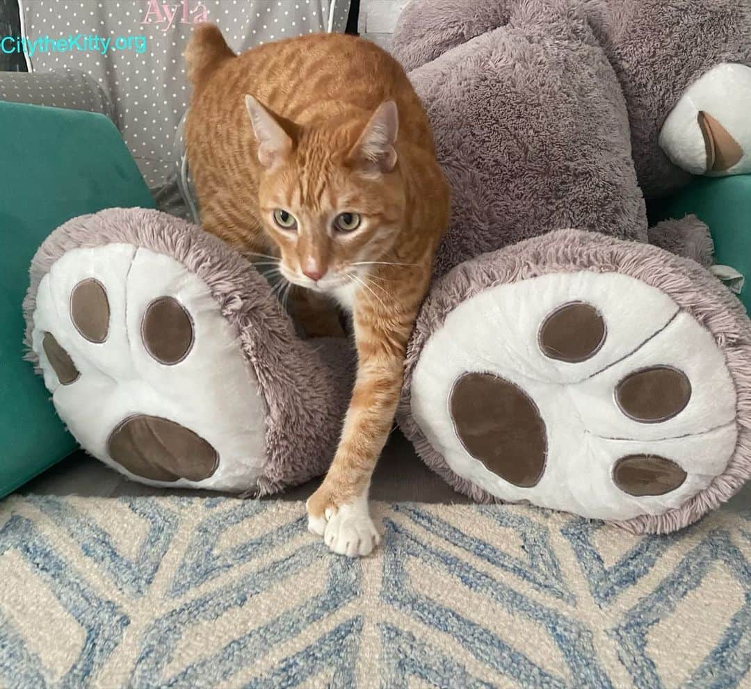 City the Kittyさんのインスタグラム写真 - (City the KittyInstagram)「Paws! 🐾🐾❤️  #cats #bears #pawsneedclaws #stopdeclawing」11月23日 5時18分 - citythekitty