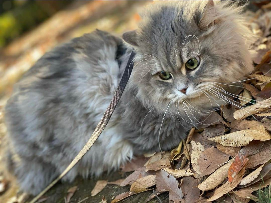 まいてぃ（粕谷まい）さんのインスタグラム写真 - (まいてぃ（粕谷まい）Instagram)「秋だにゃあ🐱🍂🍁🌾 ・ ・ ・ ・ ・ ・ ・ ・ ・ ・ ・ #猫 #ねこのいる生活 #ねこ部 #サイベリアン #ねこすたぐらむ #ねこのきもち #ねこ #にゃんすたぐらむ #にゃんだふるらいふ」11月23日 0時13分 - maity_0917