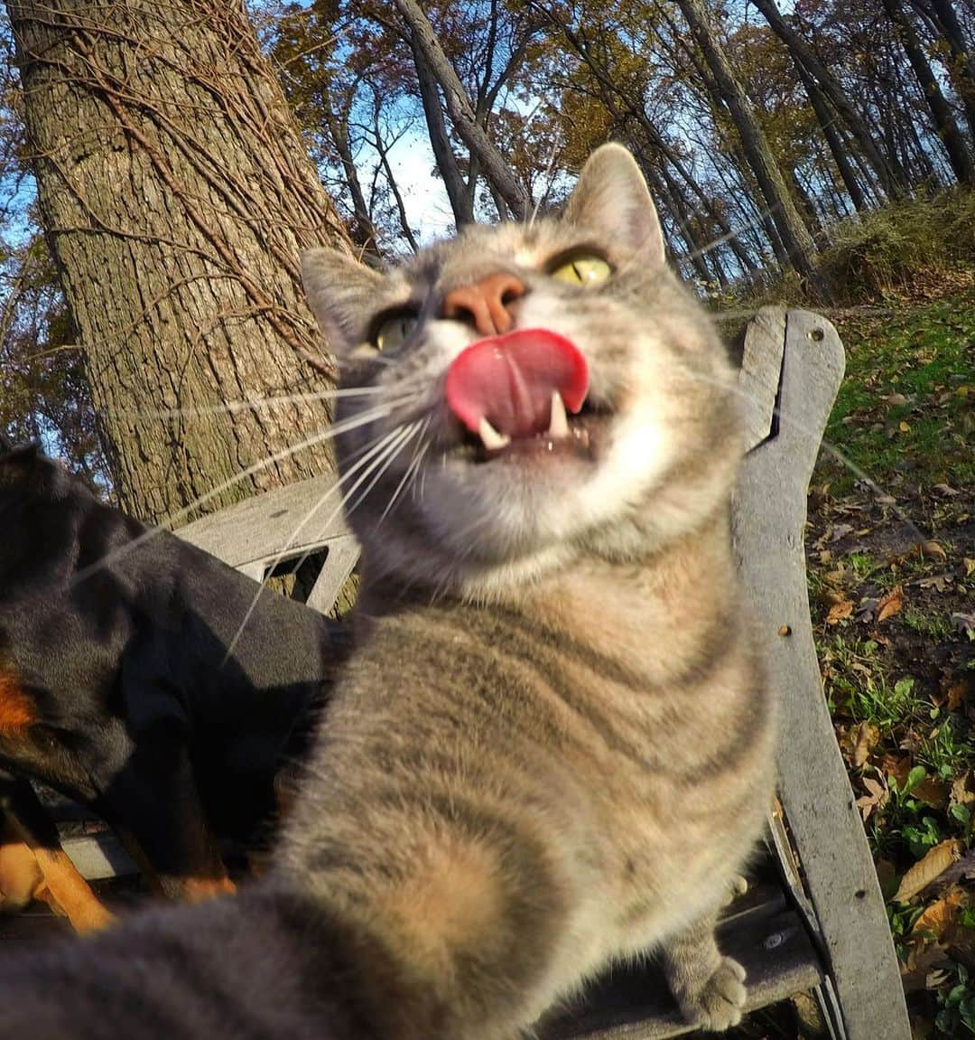 マニーのインスタグラム：「😹 tongue sniffer  #selfiecat」