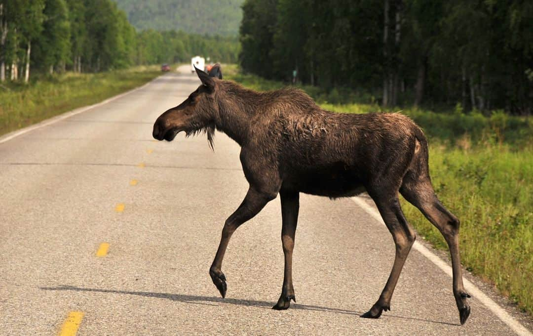 アニマルプラネットさんのインスタグラム写真 - (アニマルプラネットInstagram)「Another day in New Hampshire, another moose crossing! On tonight's #northwoodslaw, our conservation officers have their hands full trying to get a moose away from a busy road AND crowds of bystanders getting in the way of their job. Tune in later at 9pm ET. . . . . . #moose #moosecrossing #newengland #newhampshire #fishandgame #conservationofficer #animalplanet #pictureoftheday #photooftheday」11月23日 0時20分 - animalplanet