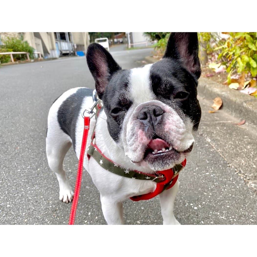 中田奈沙さんのインスタグラム写真 - (中田奈沙Instagram)「My nose doesn’t stop running. 鼻水が止まらないんだ👃 .  #frenchbulldog #frenchie #buhi #dog #pet #family #instadog #dogstagram #runnynose #pied #cutie #フレンチブルドッグ #フレブル #ブヒ #犬 #ペット #家族 #愛犬 #ブサカワ #いぬすたぐらむ #犬バカ #親バカ #犬バカ部 #パイド #鼻水」11月23日 0時24分 - nasa_nakada