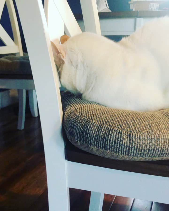 のインスタグラム：「Someone needs a break from babysitting 😹💤」